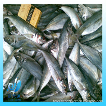 A large quantity of frozen pacific mackerel fish